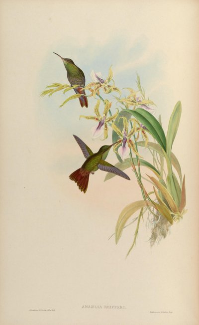 Amazilia riefferi = Amazilia tzacatl von John Gould